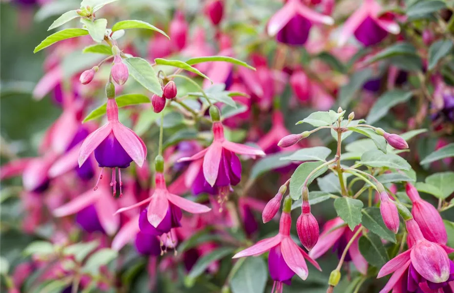 Fuchsien als Blickfang