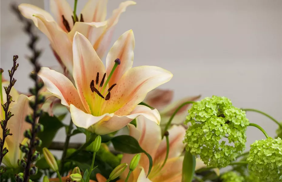 Lilien – Königinnen im Garten