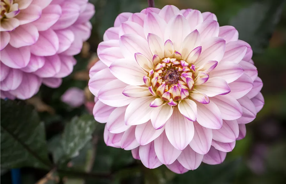 Dahlien – Blütenzauber im Sommer