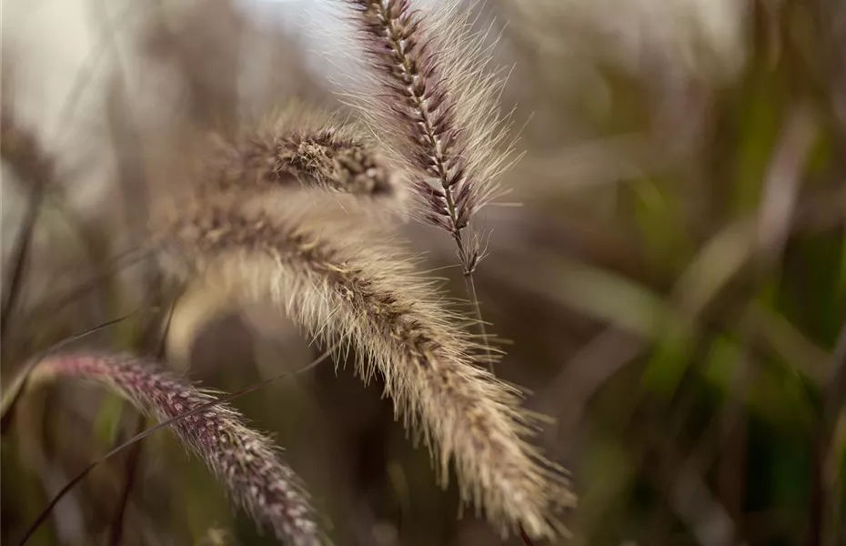 Ziergräser im Garten sind vielfältig einsetzbar 