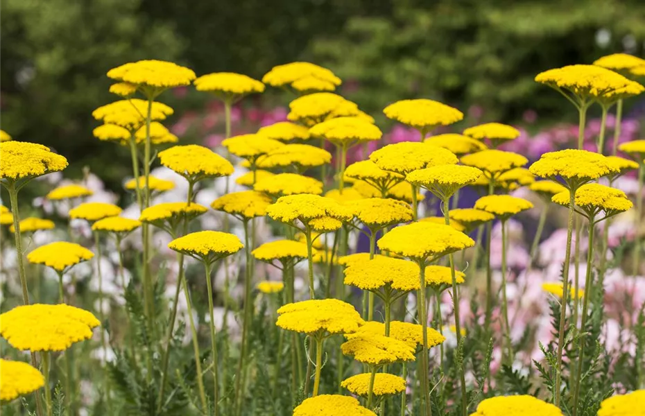 Der ganz große Stil im Garten - eine Anleitung für Menschen mit Liebe zu Effekten