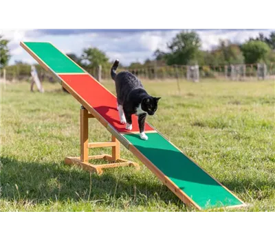 Fun Agility Wippe