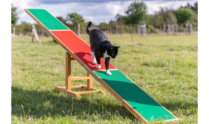 Fun Agility Wippe 300 × 54 × 34 cm