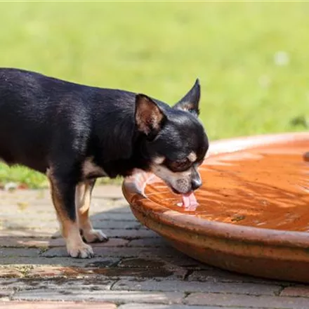 Trinkbrunnen für Katzen und Hunde