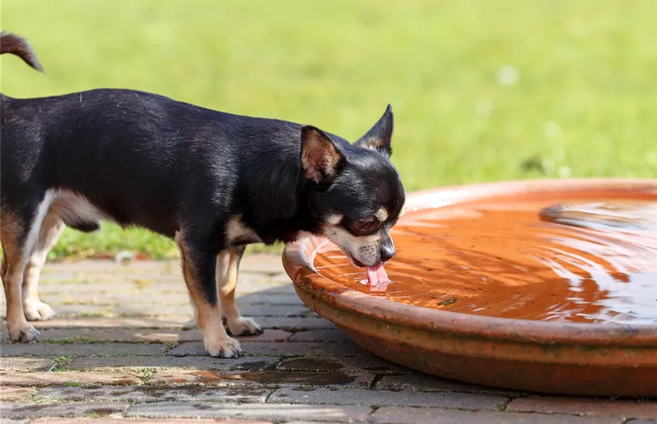 Trinkbrunnen für Katzen und Hunde