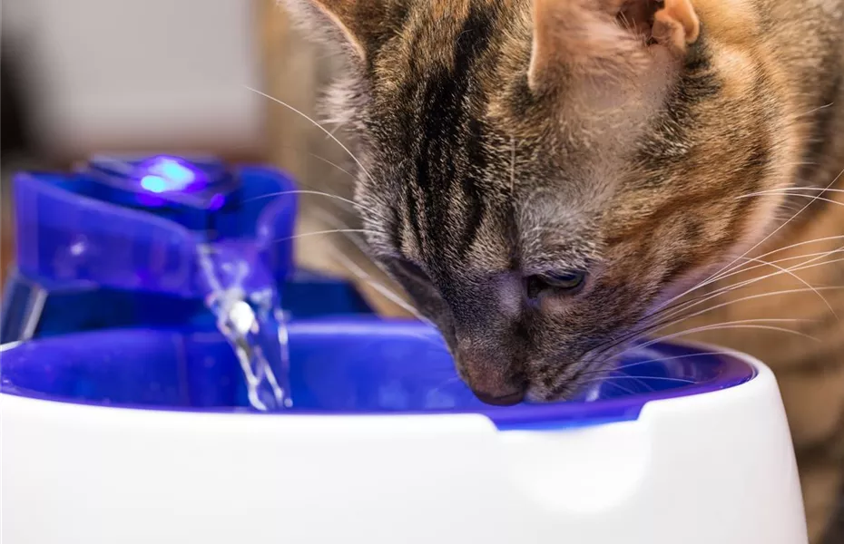 Trinkbrunnen für Katzen und Hunde