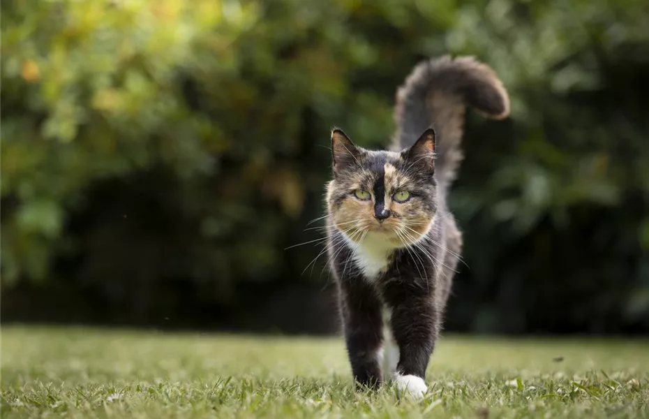 Freigänger-Katzen im Frühling: Vorbereitung und Schutz