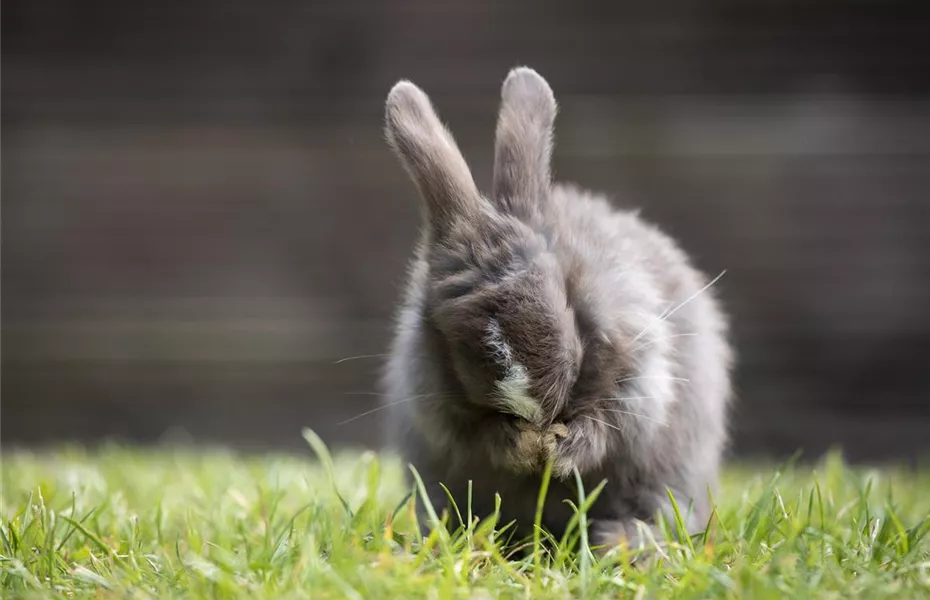 Kokosöl unterstützt die Tiergesundheit – innen und außen