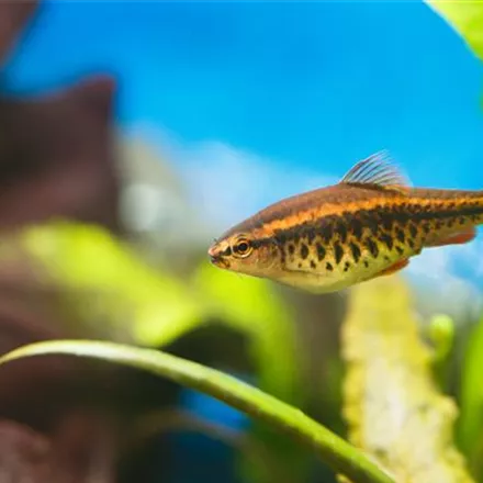 Aquariumpflege im Urlaub: Die Fische allein zu Hause