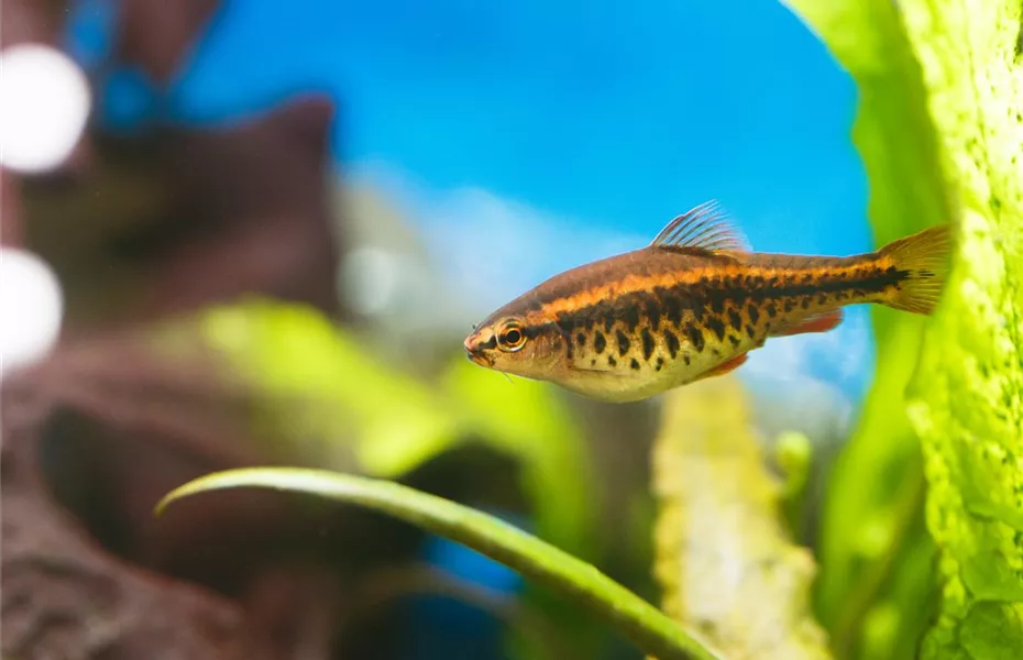 Aquariumpflege im Urlaub: Die Fische allein zu Hause