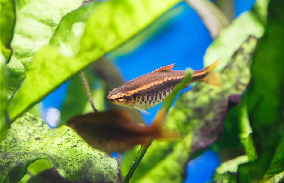 Aquariumpflege im Urlaub: Die Fische allein zu Hause