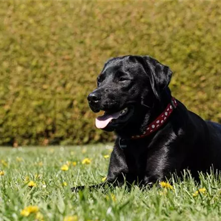 Fellpflege beim Hund – Streicheleinheiten für die Gesundheit