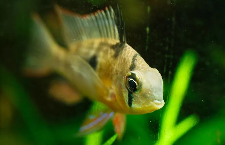 Meerwasser oder Süßwasser? Aquarienarten im Vergleich