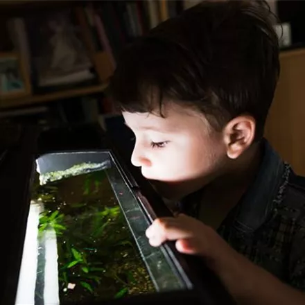 Das Kinder-Aquarium: Tipps für Eltern