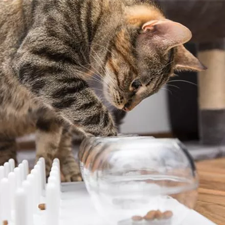 Tiere mit Intelligenzspielzeug geistig fördern