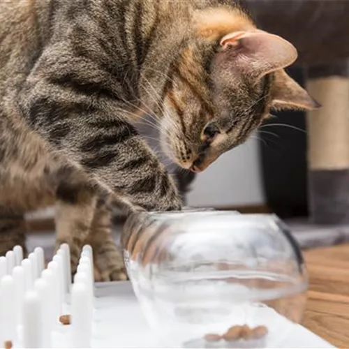 Tiere mit Intelligenzspielzeug geistig fördern