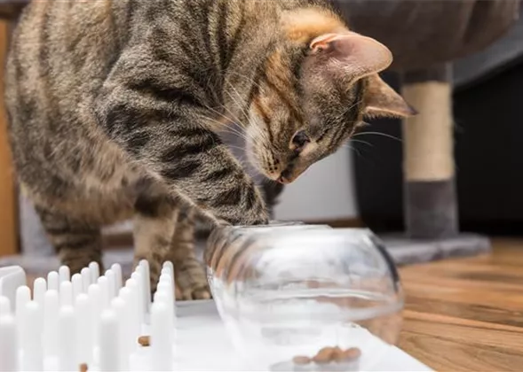 Tiere mit Intelligenzspielzeug geistig fördern