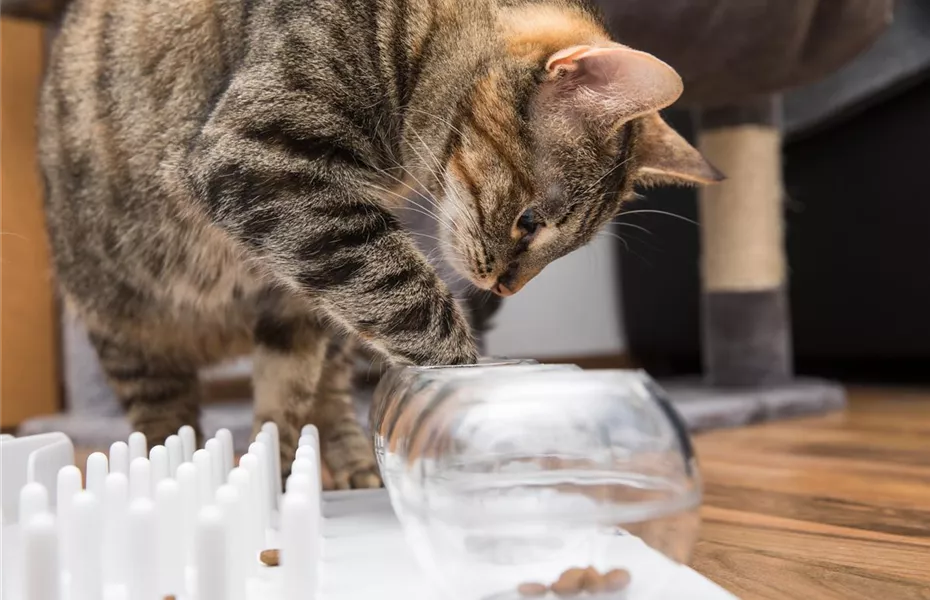 Tiere mit Intelligenzspielzeug geistig fördern