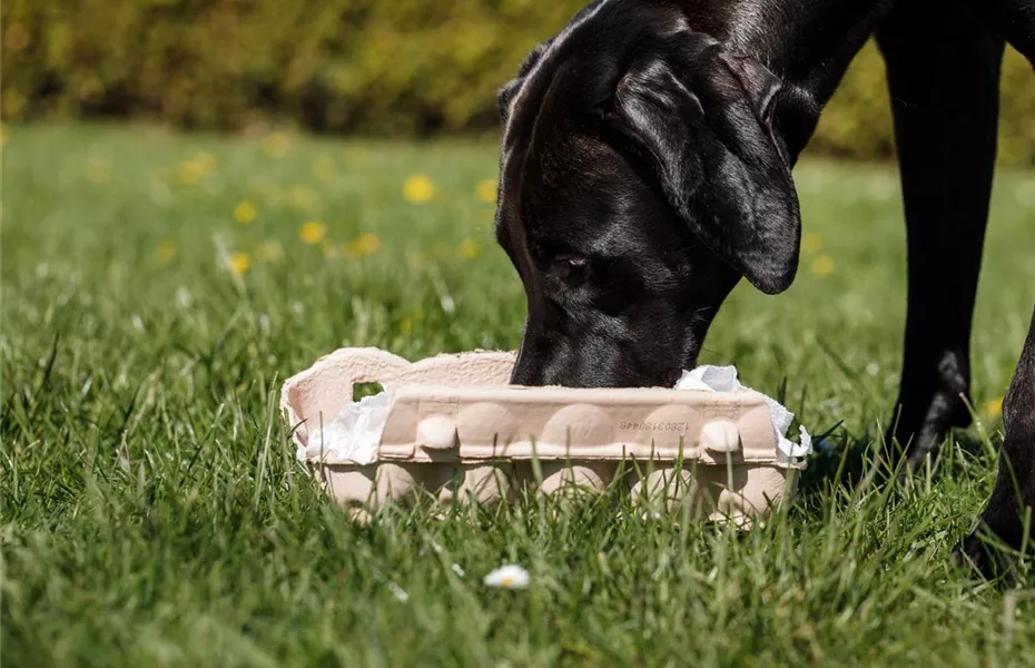 Tiere mit Intelligenzspielzeug geistig fördern