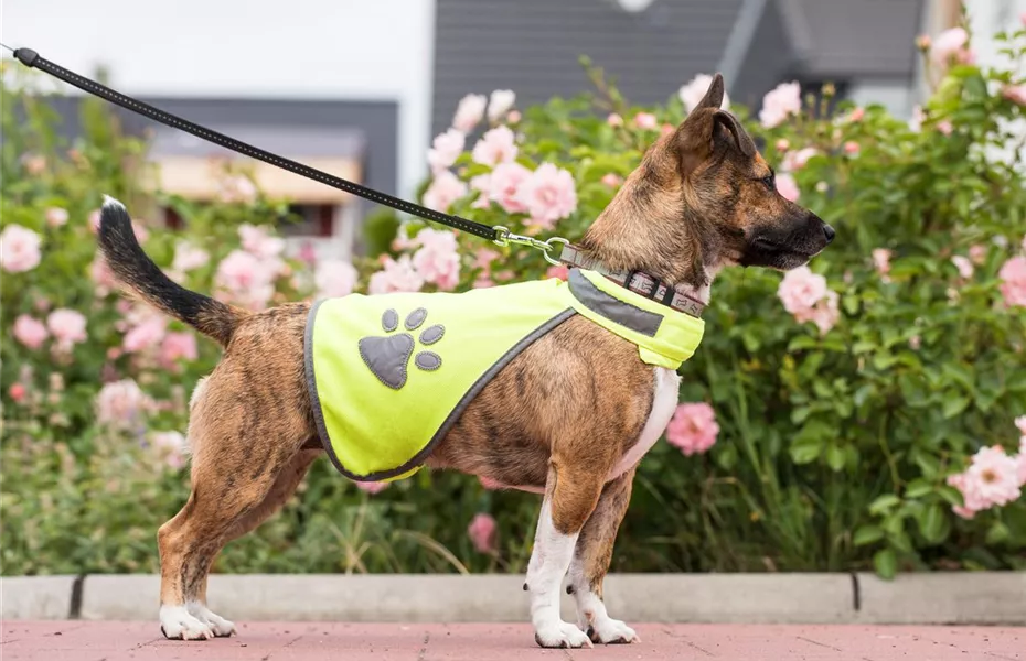 Mit dem Hund im Dunkeln Gassi gehen