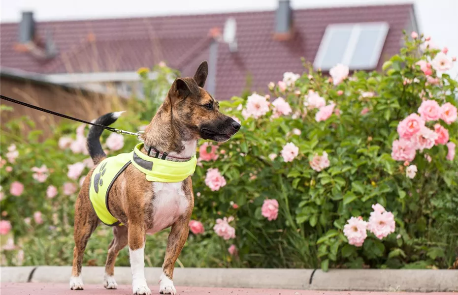 Mit dem Hund im Dunkeln Gassi gehen