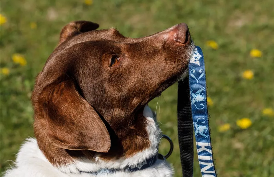 Mit dem Hund im Dunkeln Gassi gehen