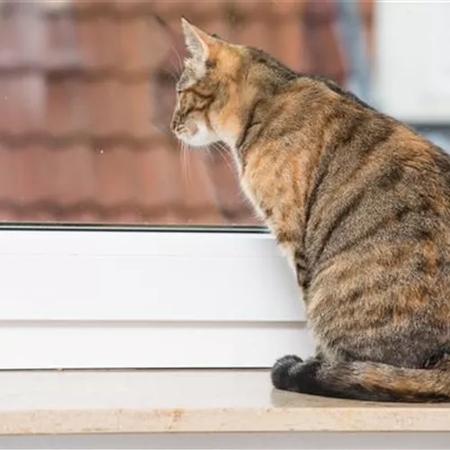 Wenn die Mieze raus will: Katzenschutznetze und Fensterschutz