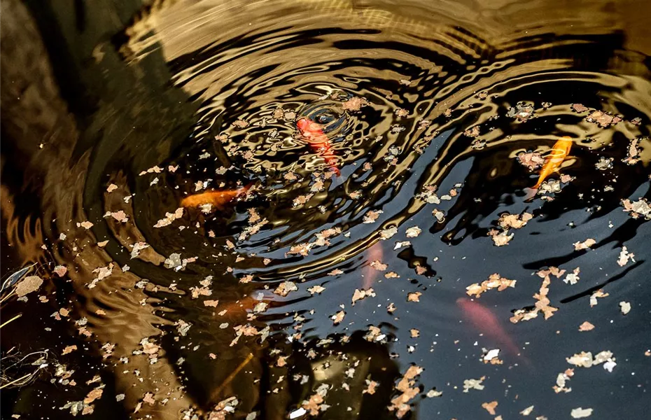 Goldfische – der Klassiker im Gartenteich