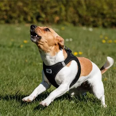 Wenn Hunde bellen: Hundesprache abgewöhnen?