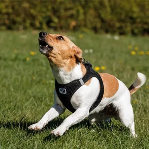 Wenn Hunde bellen: Hundesprache abgewöhnen?