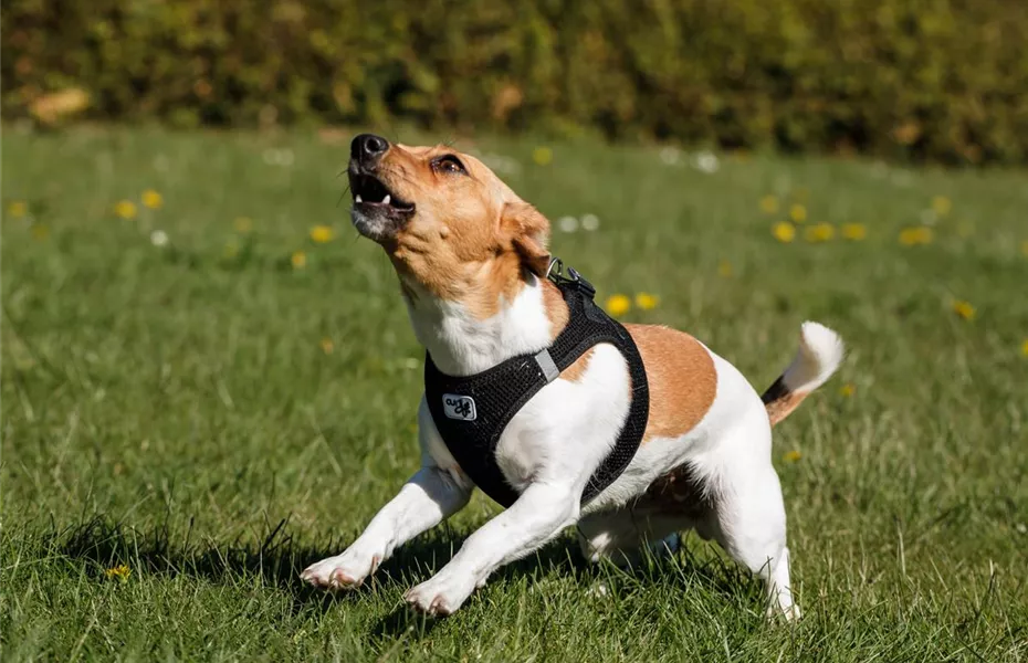 Wenn Hunde bellen: Hundesprache abgewöhnen?