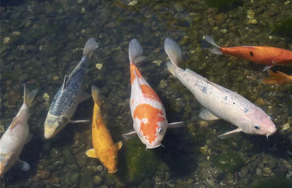 Der Koi – ein Juwel im Gartenteich