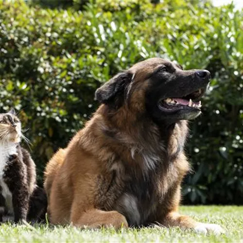 Hund und Katze aneinander gewöhnen – Tipps und Tricks