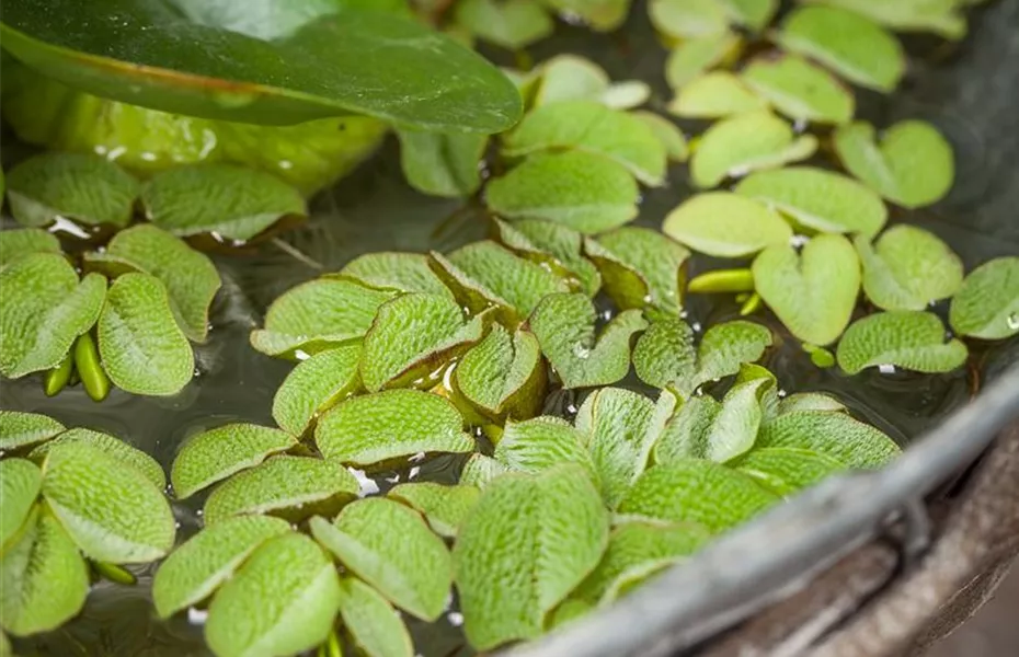 Der Miniteich: Gartenteich im Kleinformat