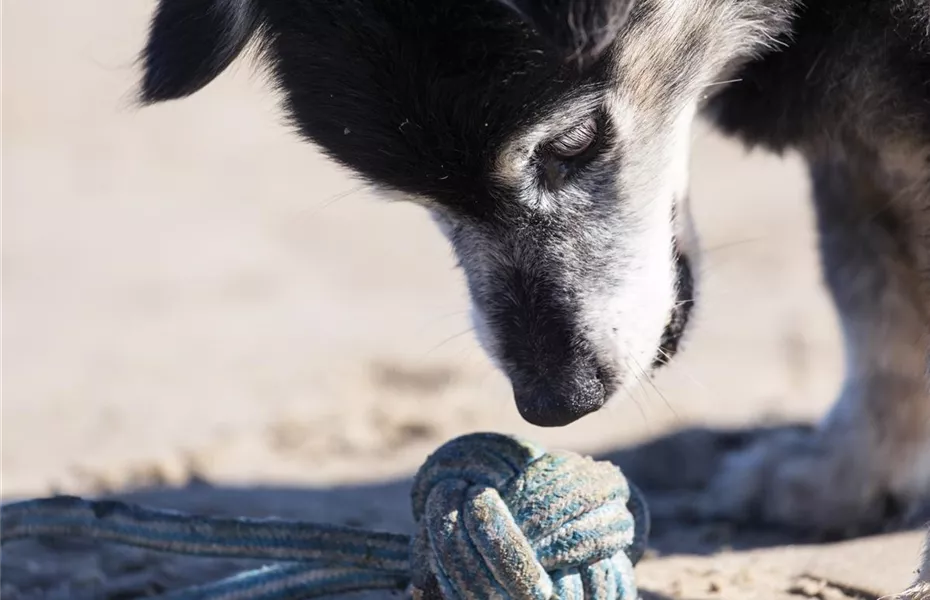 Spielzeug und Beschäftigung für Katze und Hund