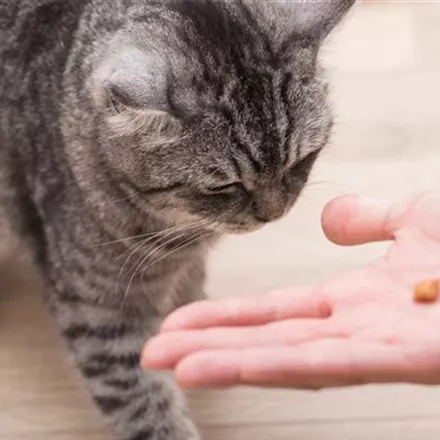 Do it yourself – Eine Futterbar für Katzen selber bauen