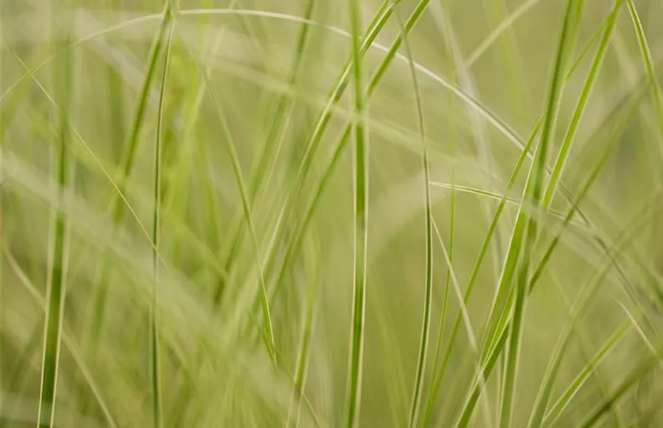 Auf die Feinheiten kommt es an: wie Gräser den Garten aufwerten