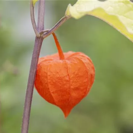 Die Lampionblume: alles andere als ein Nachtschattengewächs