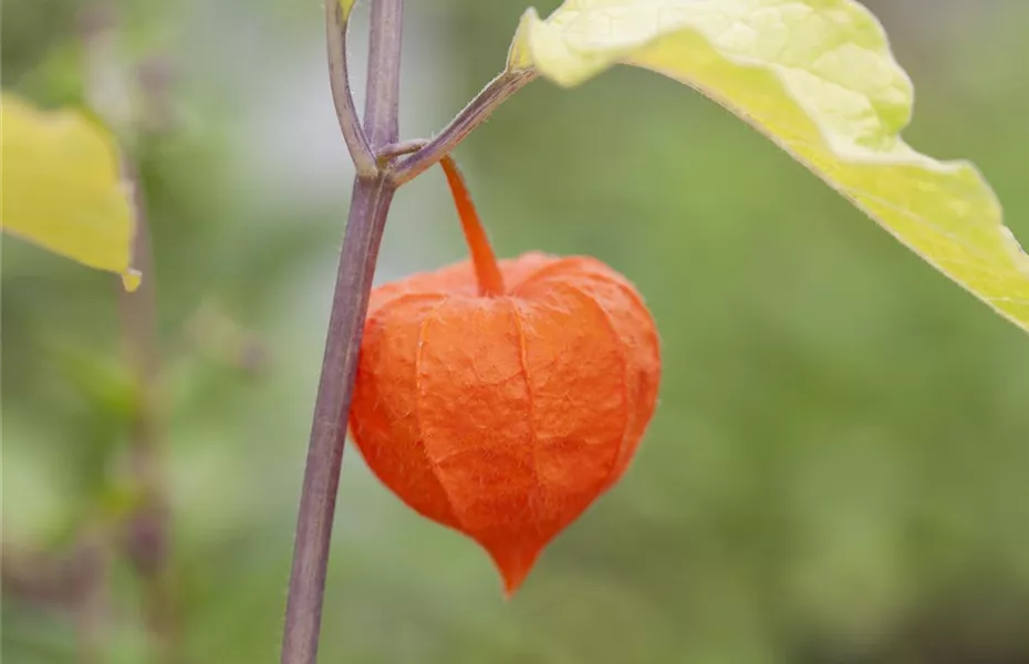 Mit der Lampionblume den Garten festlich schmücken