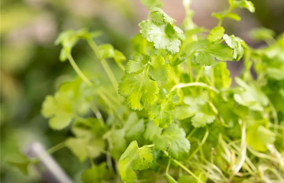 Mit frischen Kräutern in den Frühling starten