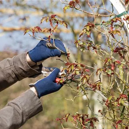 Der Rosenschnitt – Schönheitskur im Frühling