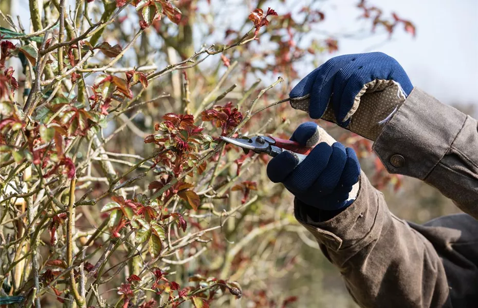 Der Rosenschnitt – Schönheitskur im Frühling