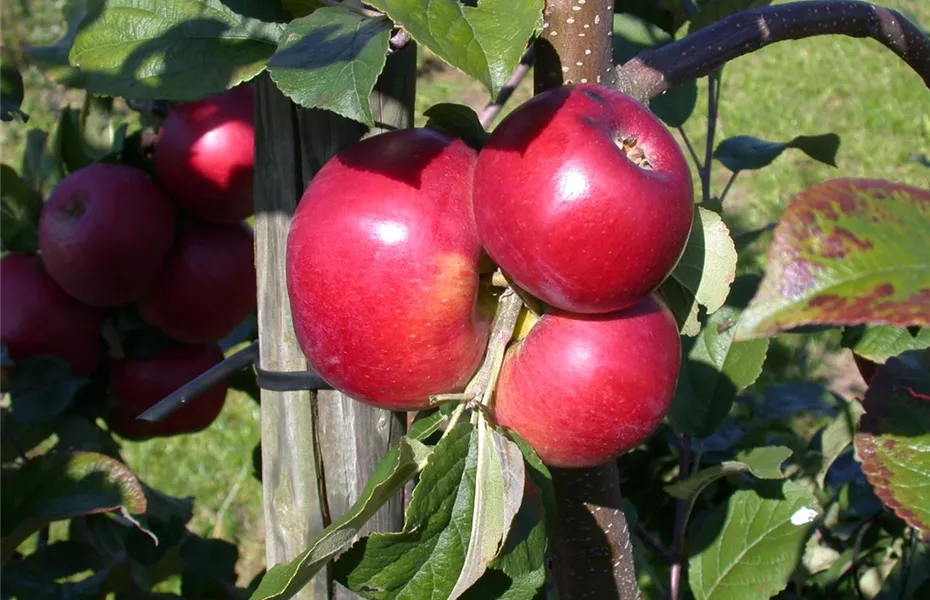 Bäume und Sträucher im Frühjahr – es müssen nicht immer Blumen sein