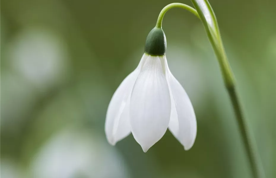 Schneeglöckchen pflanzen – Frühlingsboten im Garten