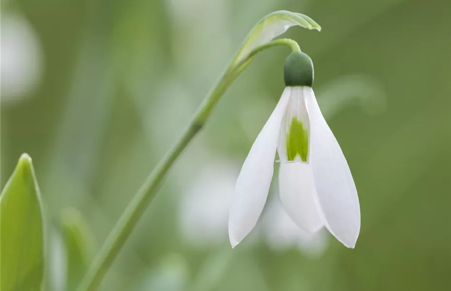 Schneeglöckchen pflanzen – Frühlingsboten im Garten