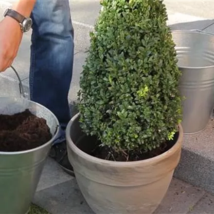 Buchsbaum - Einpflanzen in ein Gefäß