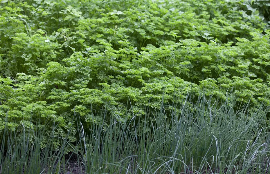 Kräuter im eigenen Garten: Anlegen des Kräutergartens