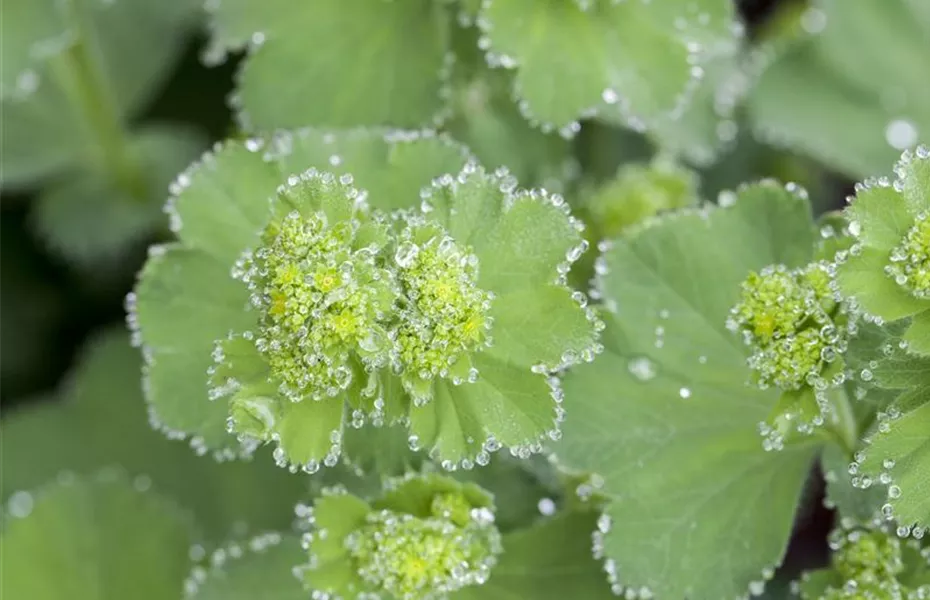 Blackbox-Gardening – die kreative Idee mit den großen Überraschungseffekten