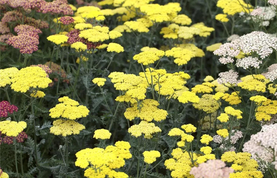 Blackbox-Gardening – die kreative Idee mit den großen Überraschungseffekten