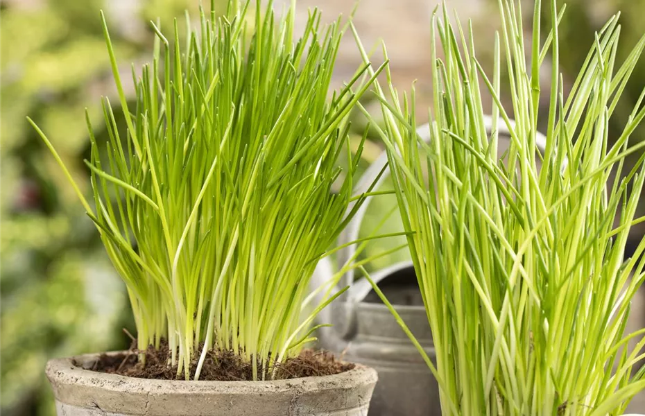 Mit Urban Gardening vom Balkon zur Kräuter-Oase